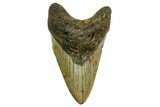 Fossil Megalodon Tooth - North Carolina #378019-1